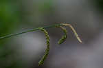 Twisted sedge